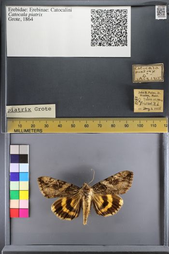 Media type: image;   Entomology 640304